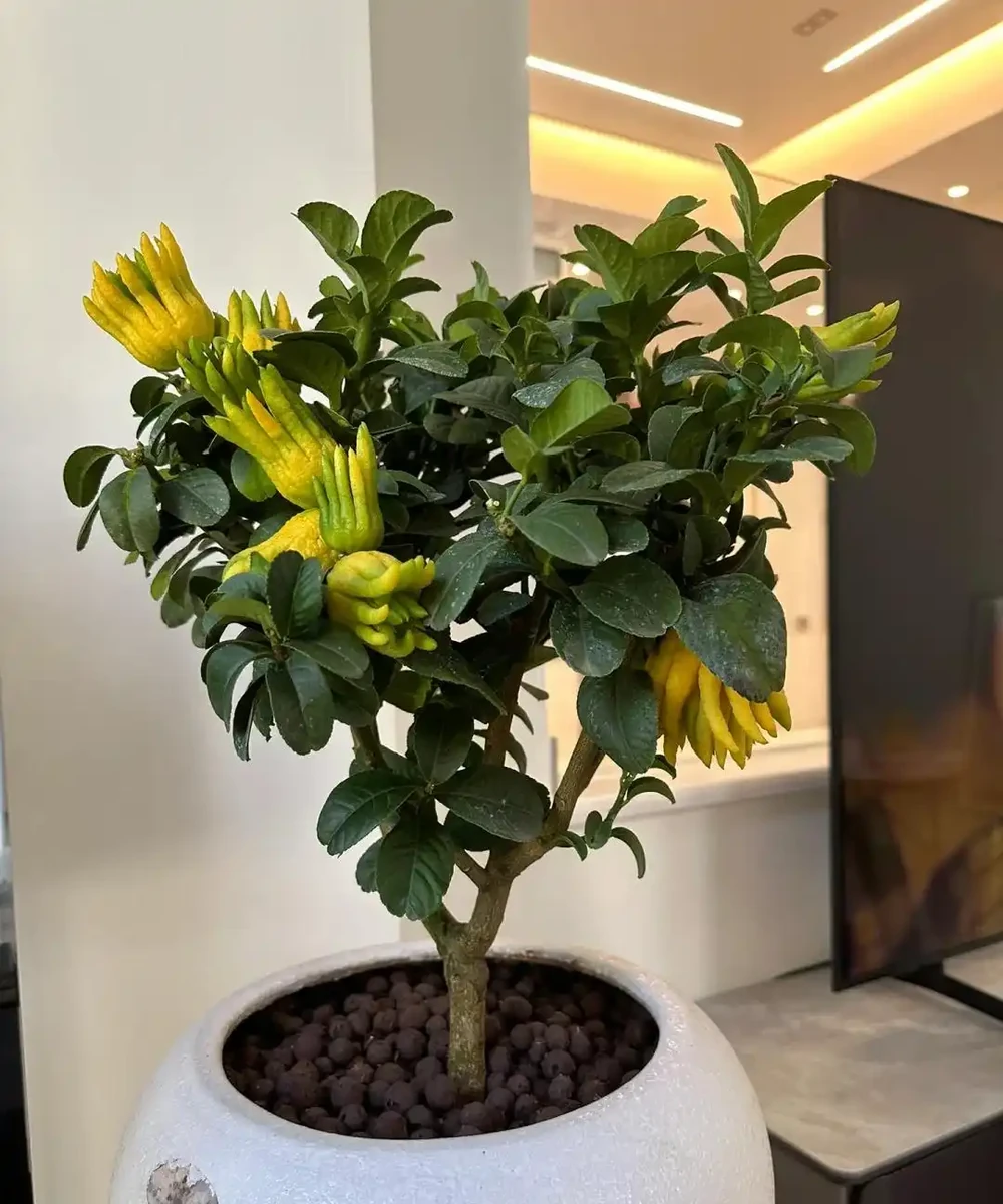 這5種花就是「活香水」,擺在客廳,空氣清新,越聞越健康!