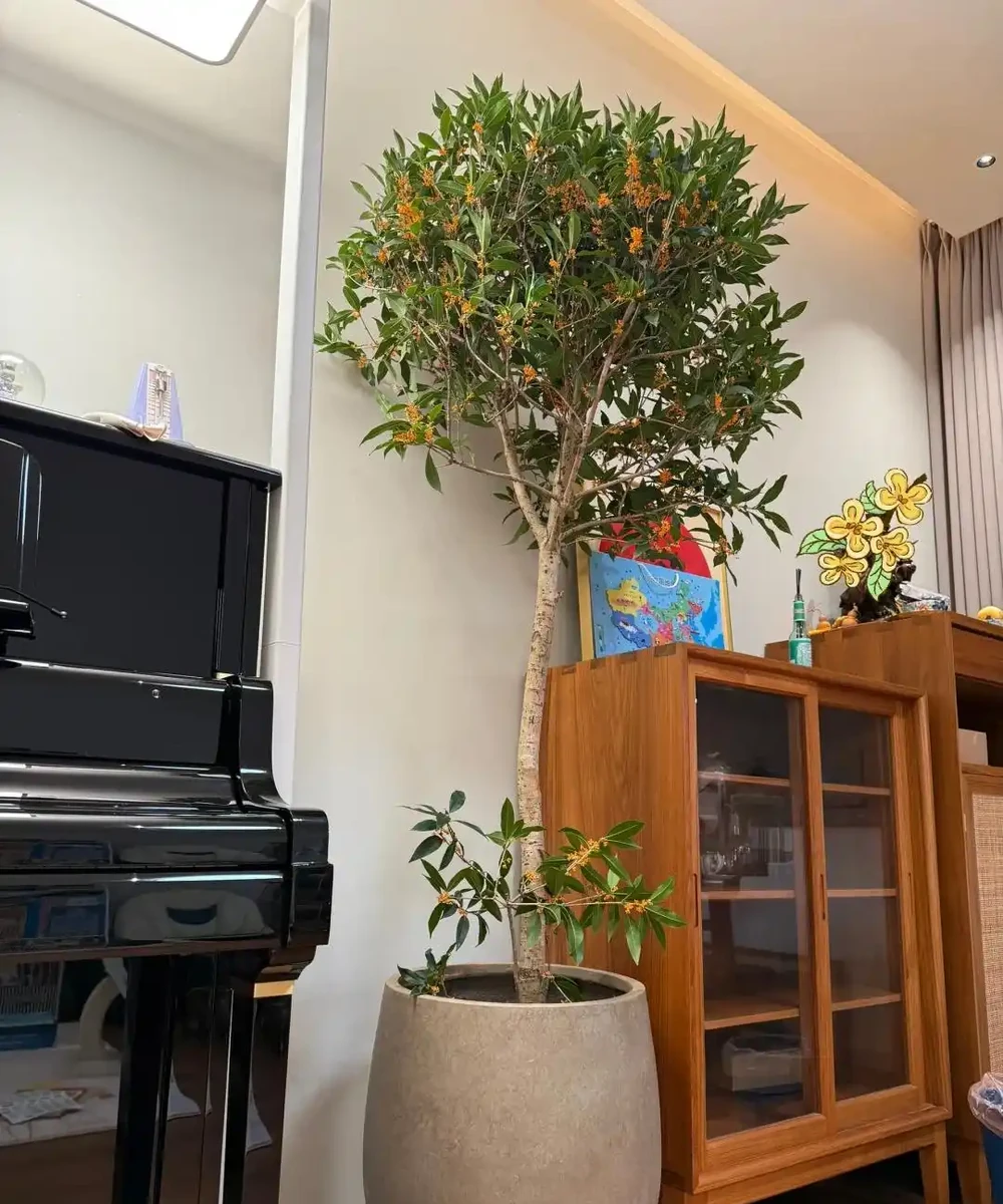 這5種花就是「活香水」,擺在客廳,空氣清新,越聞越健康!
