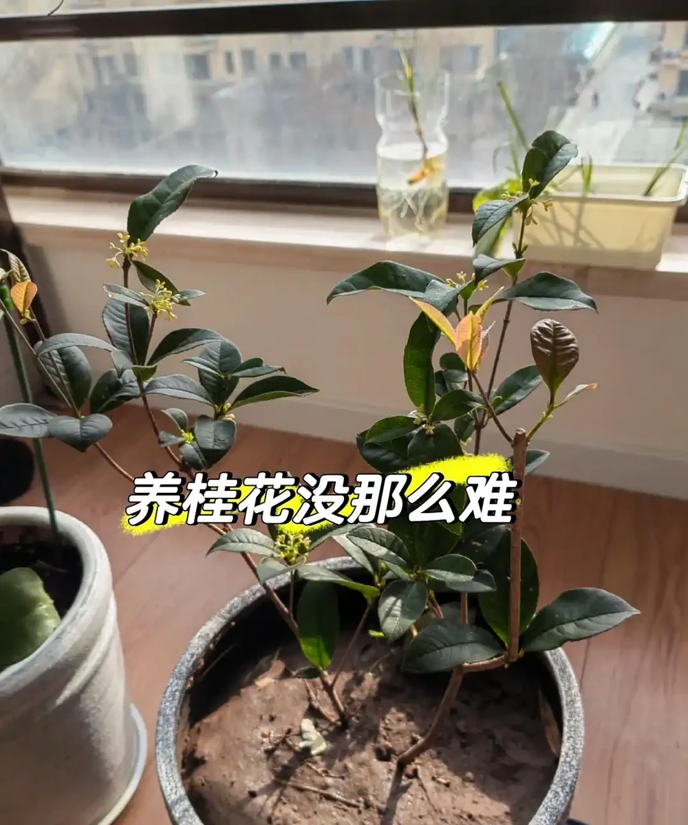 這5種花就是「活香水」,擺在客廳,空氣清新,越聞越健康!