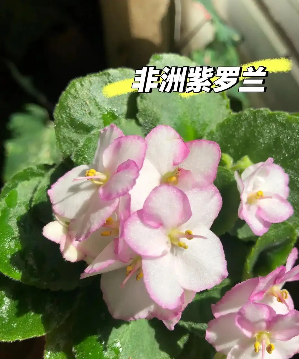 這5種花就是「活香水」,擺在客廳,空氣清新,越聞越健康!
