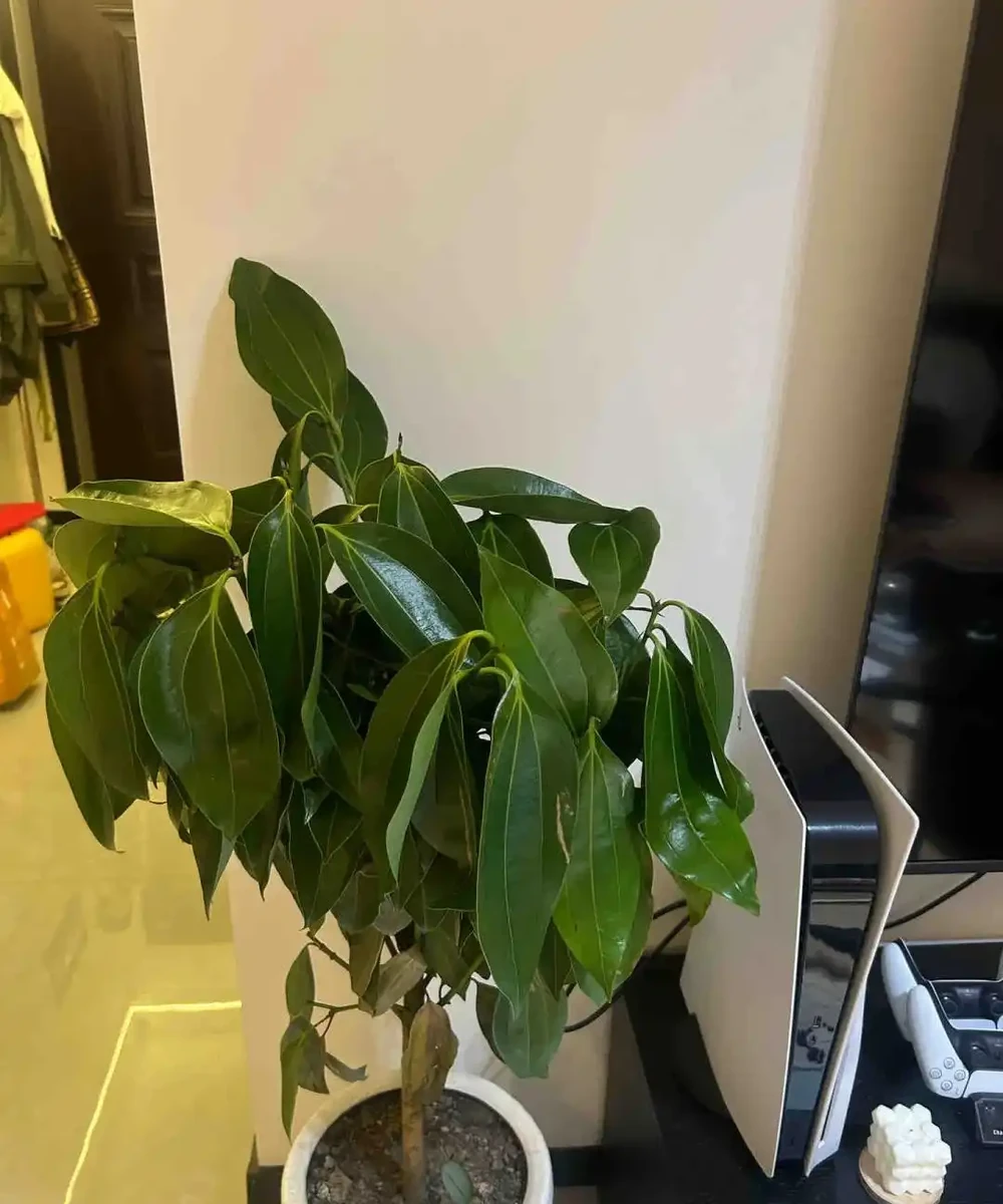 這5種花就是「活香水」,擺在客廳,空氣清新,越聞越健康!