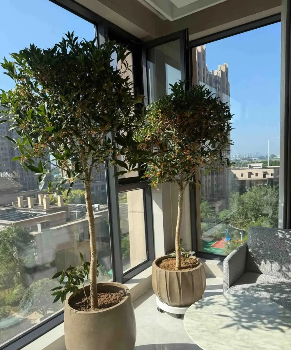 這5種花就是「活香水」,擺在客廳,空氣清新,越聞越健康!