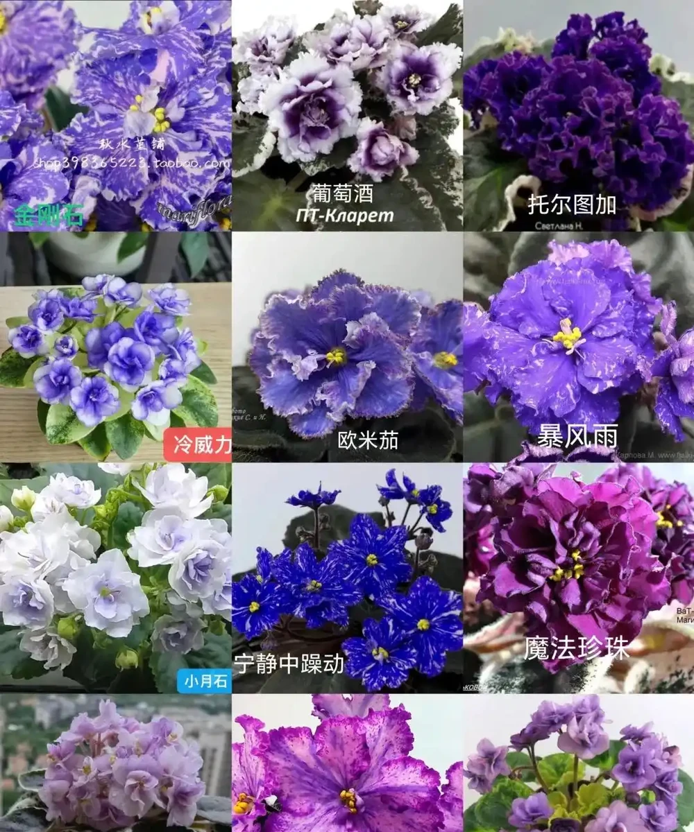 這5種花就是「活香水」,擺在客廳,空氣清新,越聞越健康!