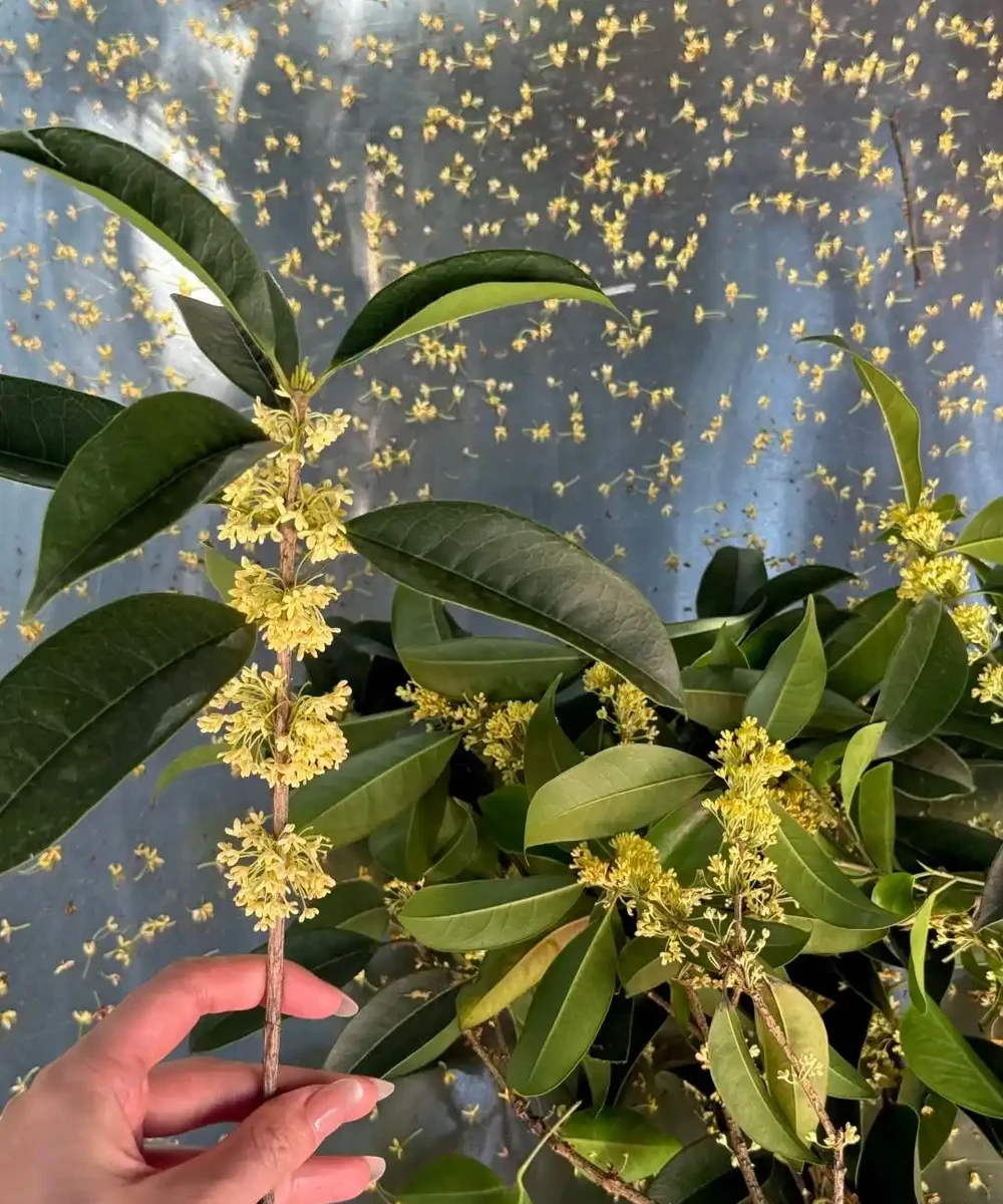 這5種花就是「活香水」,擺在客廳,空氣清新,越聞越健康!