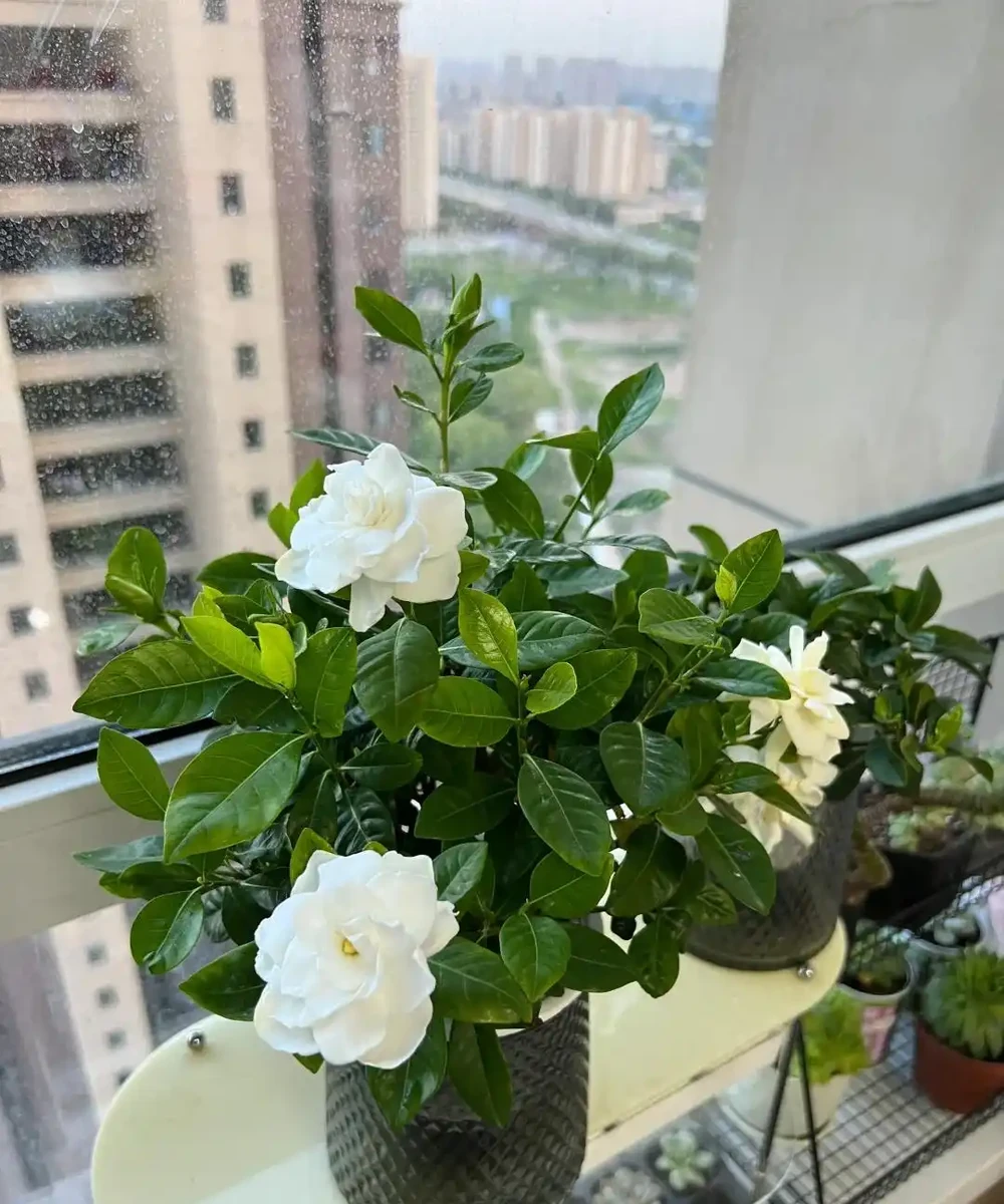 這5種花就是「活香水」,擺在客廳,空氣清新,越聞越健康!