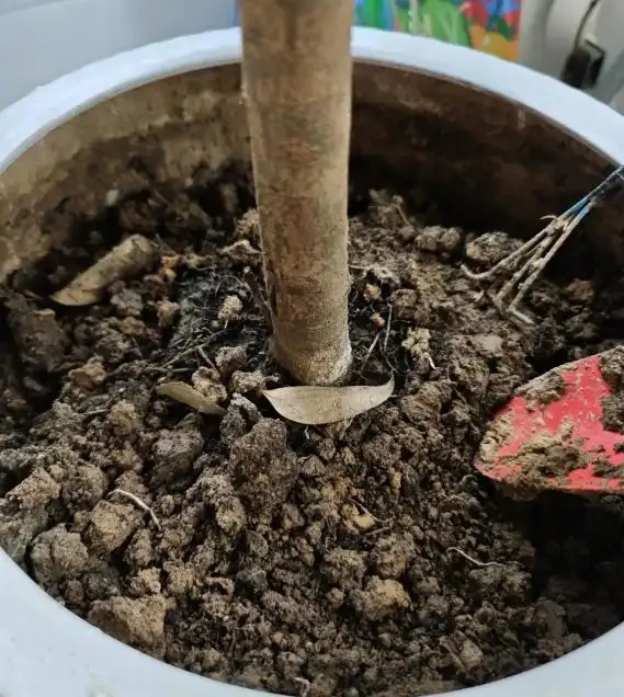 這5種花就是「活香水」,擺在客廳,空氣清新,越聞越健康!