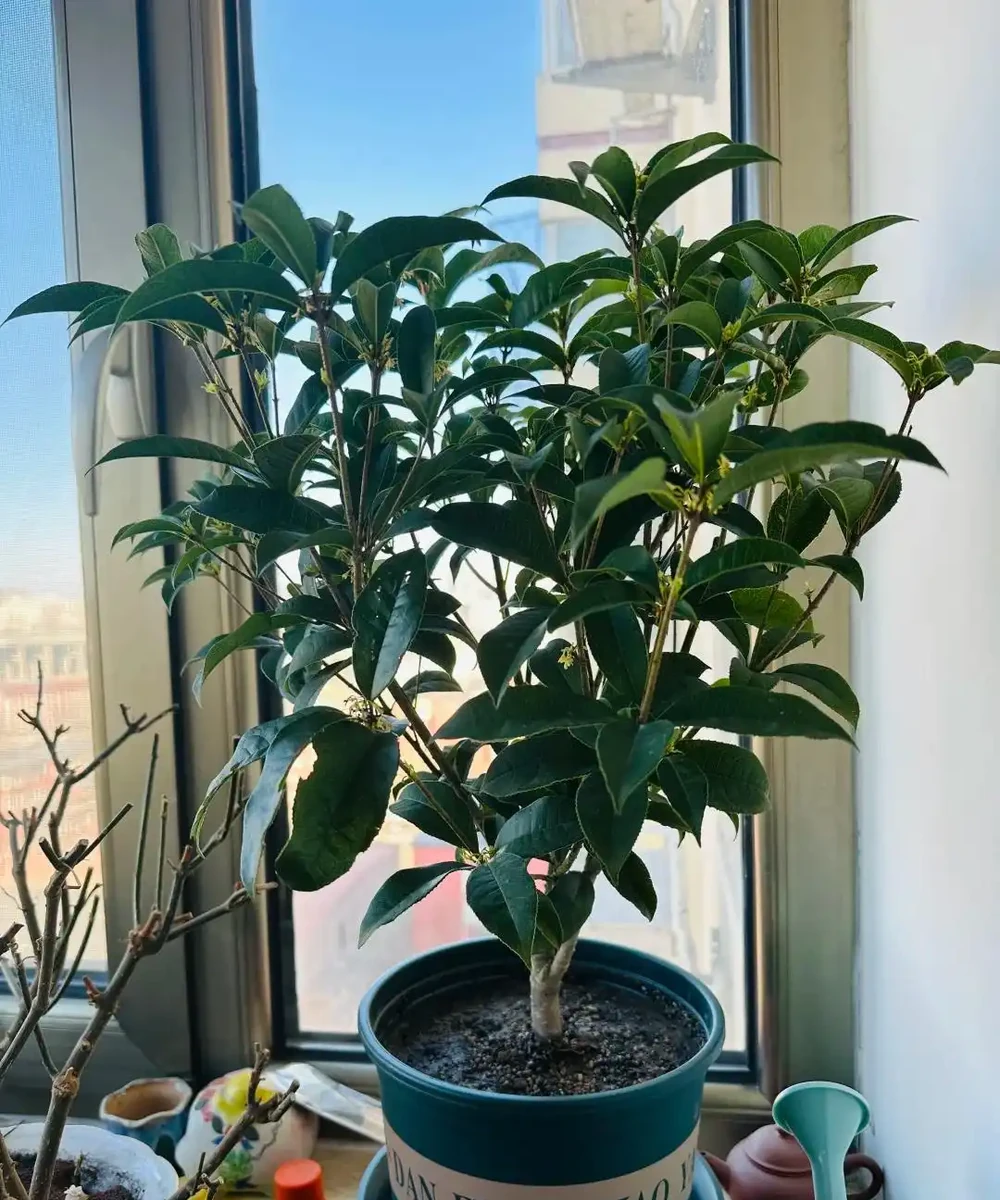 這5種花就是「活香水」,擺在客廳,空氣清新,越聞越健康!