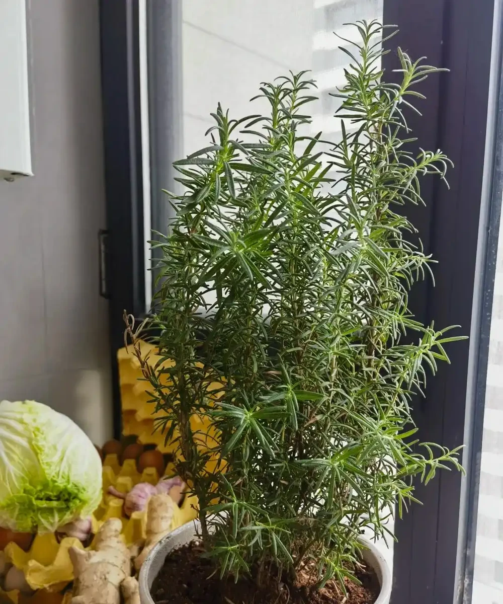 這5種花就是「活香水」,擺在客廳,空氣清新,越聞越健康!