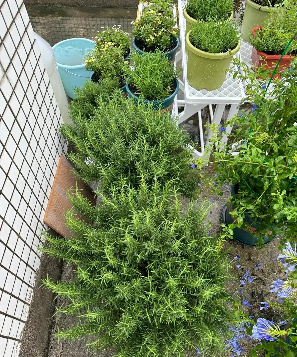 這5種花就是「活香水」,擺在客廳,空氣清新,越聞越健康!