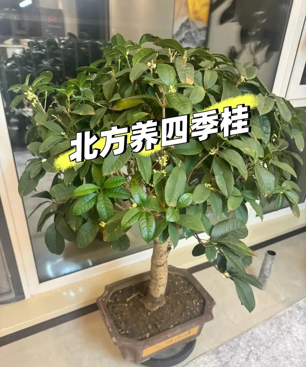 這5種花就是「活香水」,擺在客廳,空氣清新,越聞越健康!