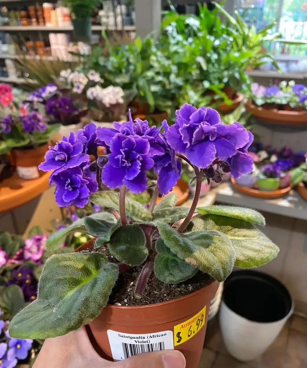 這5種花就是「活香水」,擺在客廳,空氣清新,越聞越健康!