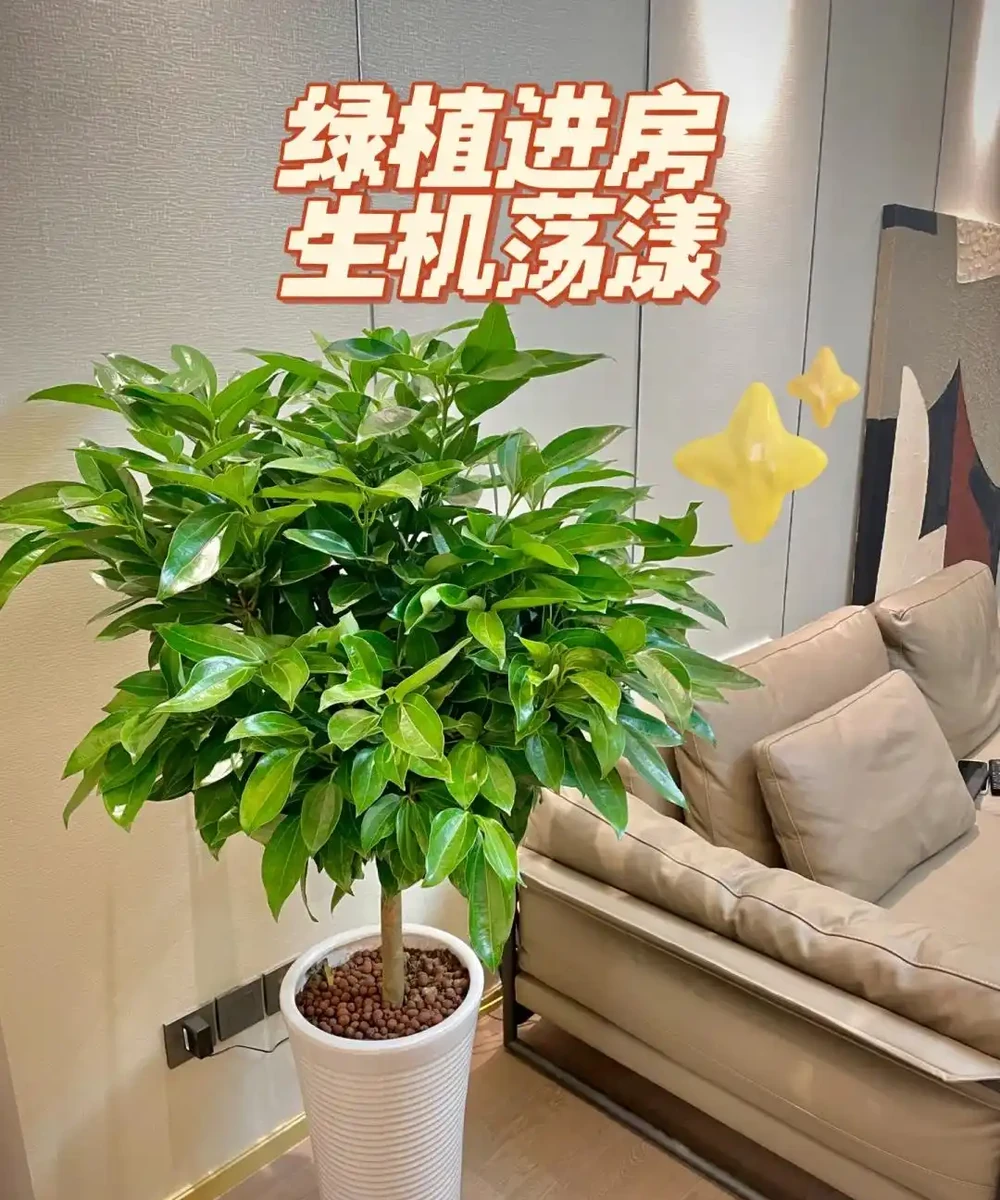 這5種花就是「活香水」,擺在客廳,空氣清新,越聞越健康!