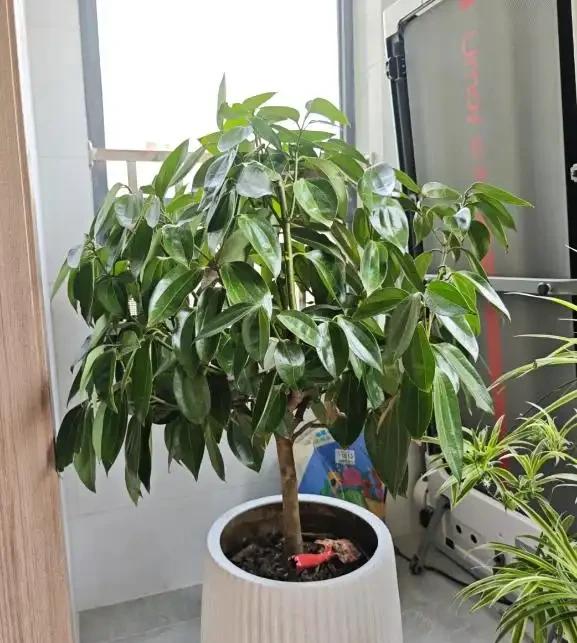 這5種花就是「活香水」,擺在客廳,空氣清新,越聞越健康!