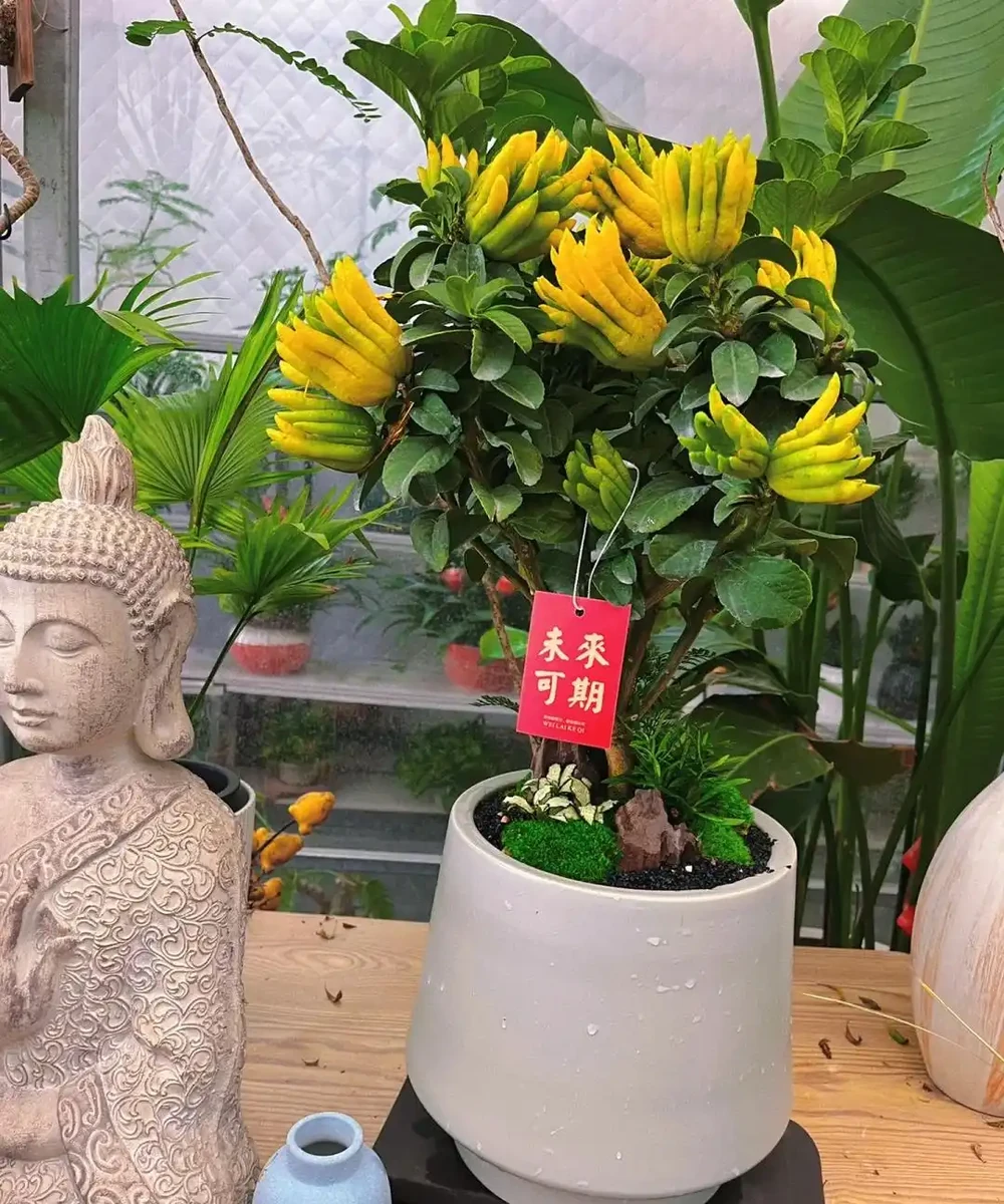 這5種花就是「活香水」,擺在客廳,空氣清新,越聞越健康!