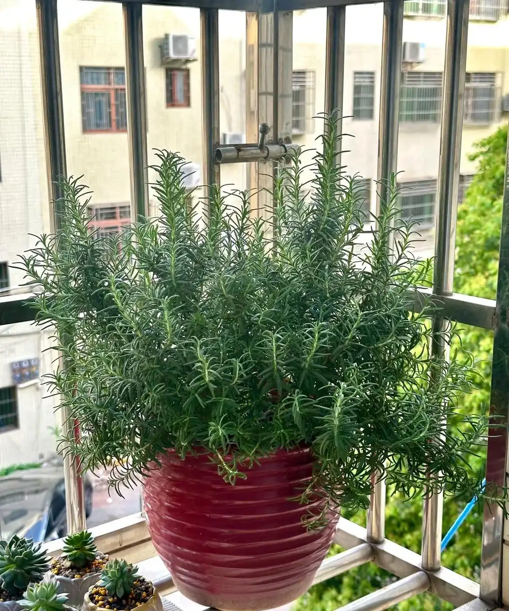 這5種花就是「活香水」,擺在客廳,空氣清新,越聞越健康!