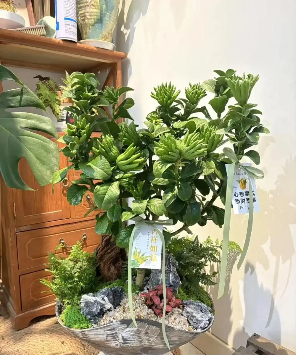 這5種花就是「活香水」,擺在客廳,空氣清新,越聞越健康!