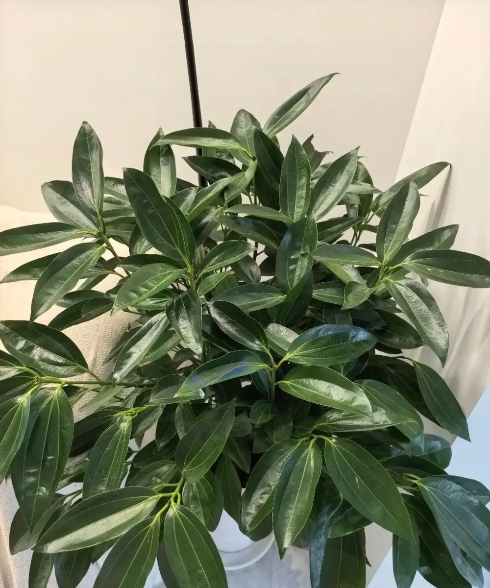 這5種花就是「活香水」,擺在客廳,空氣清新,越聞越健康!