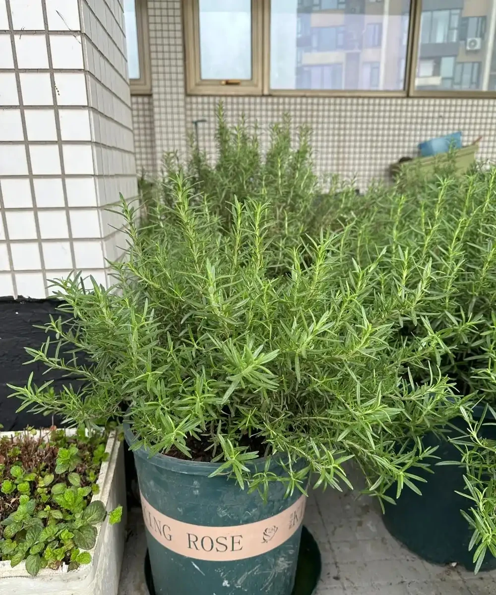 這5種花就是「活香水」,擺在客廳,空氣清新,越聞越健康!