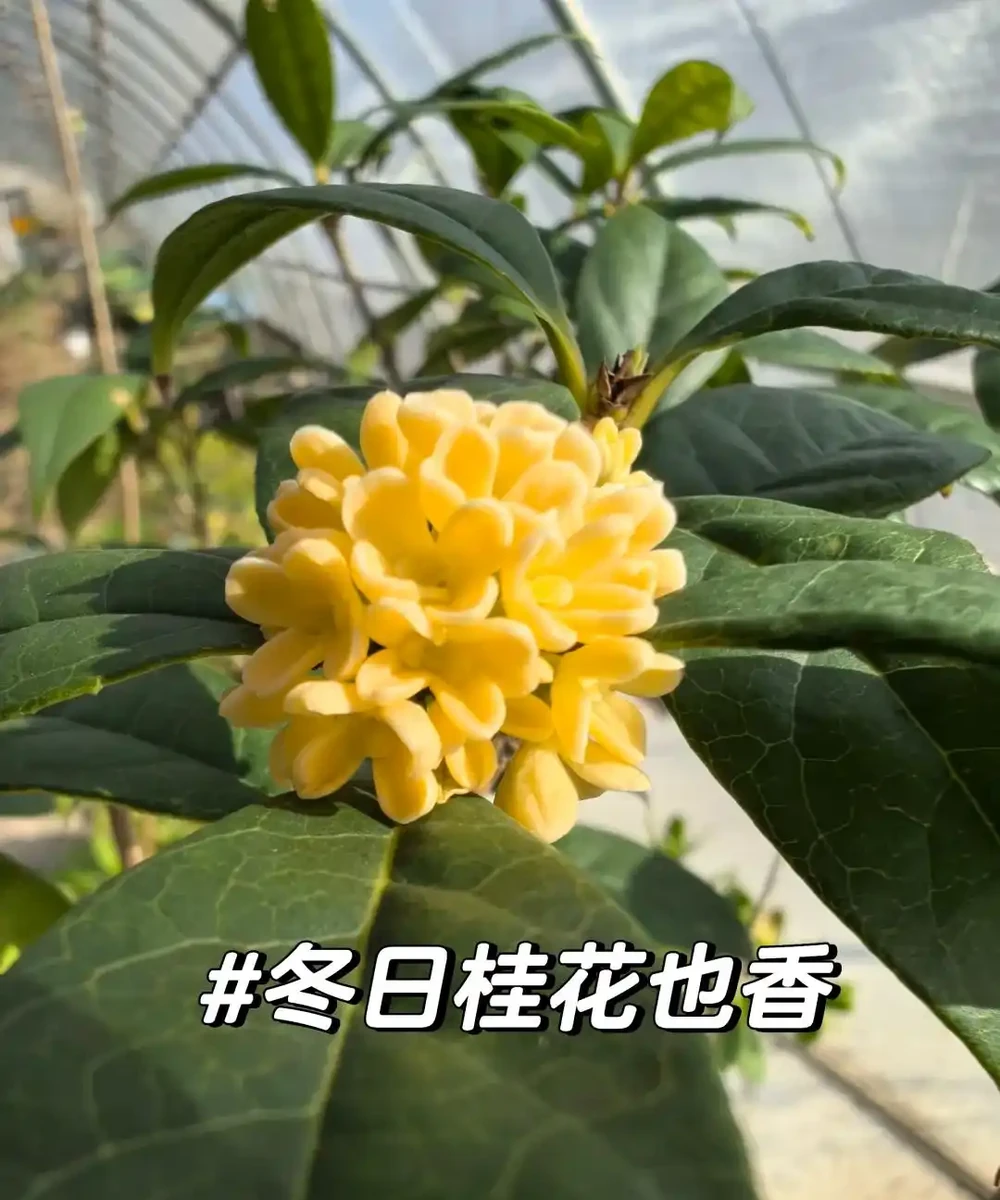 這5種花就是「活香水」,擺在客廳,空氣清新,越聞越健康!