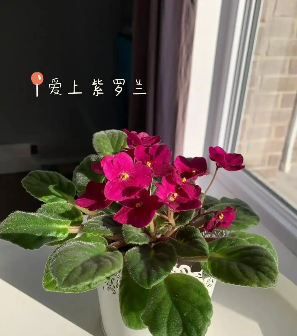 這5種花就是「活香水」,擺在客廳,空氣清新,越聞越健康!