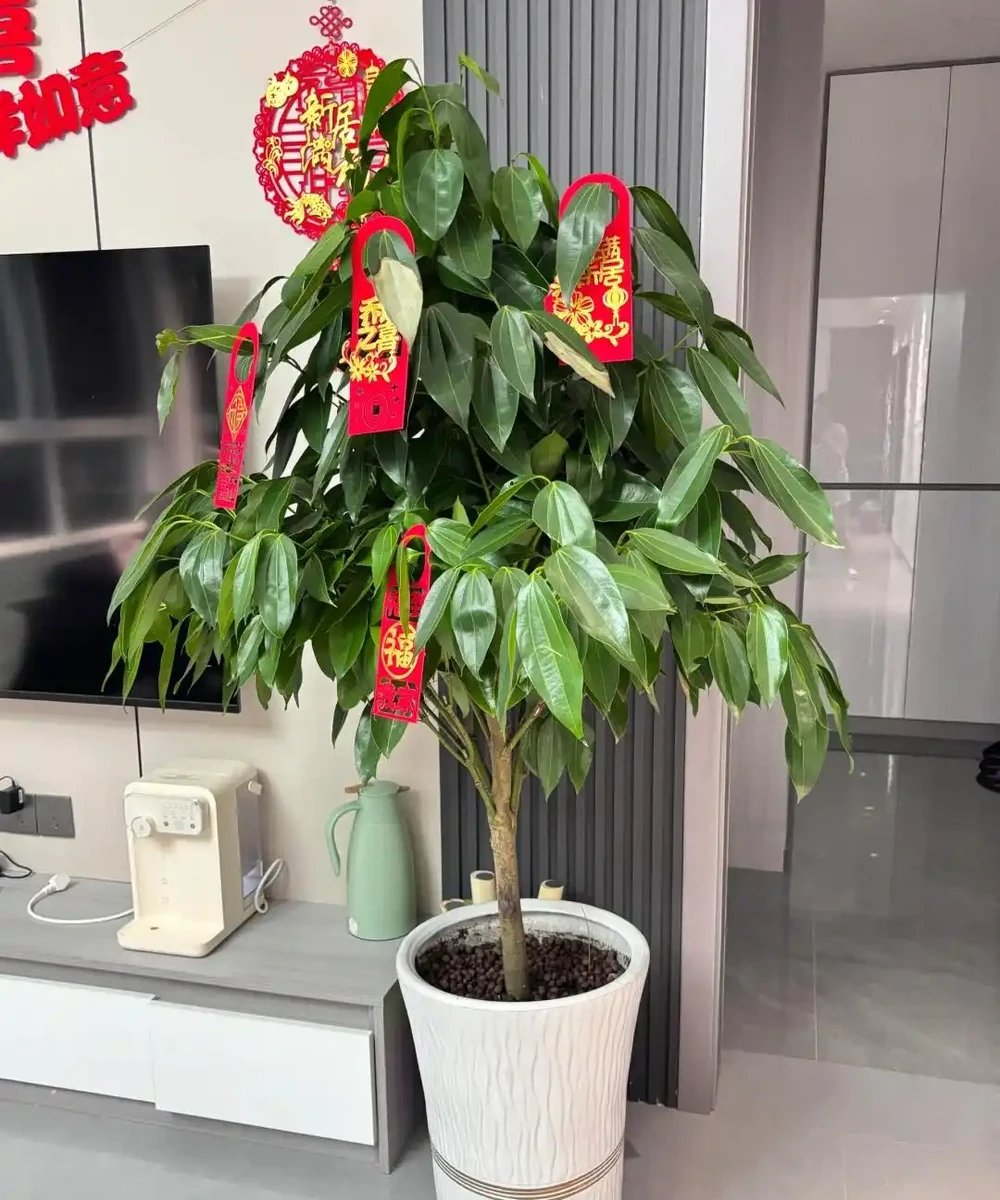 這5種花就是「活香水」,擺在客廳,空氣清新,越聞越健康!