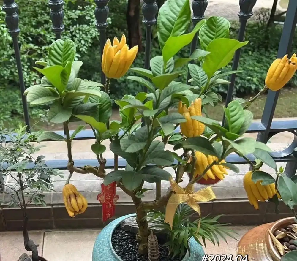 這5種花就是「活香水」,擺在客廳,空氣清新,越聞越健康!