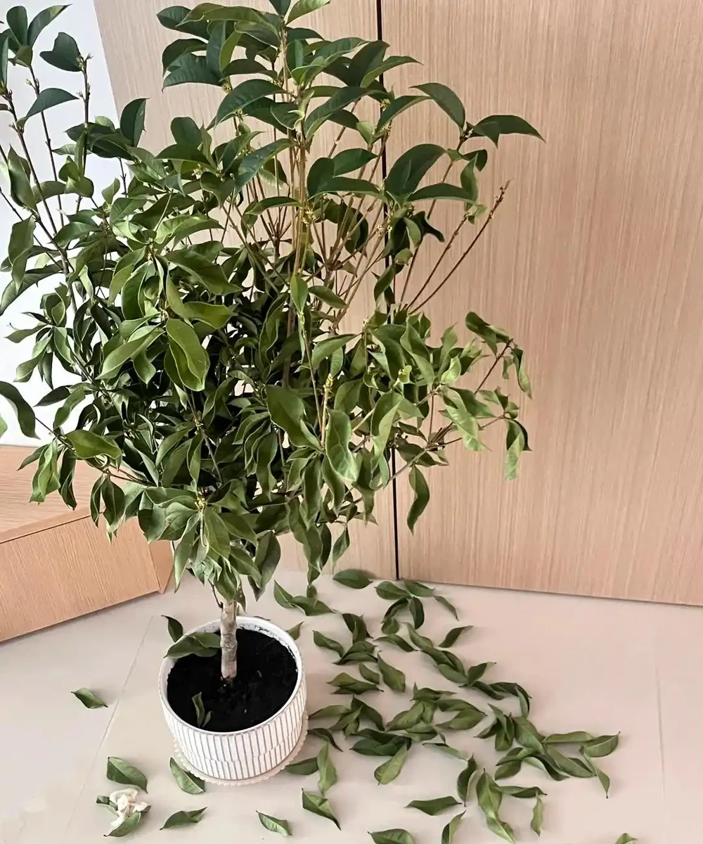 這5種花就是「活香水」,擺在客廳,空氣清新,越聞越健康!