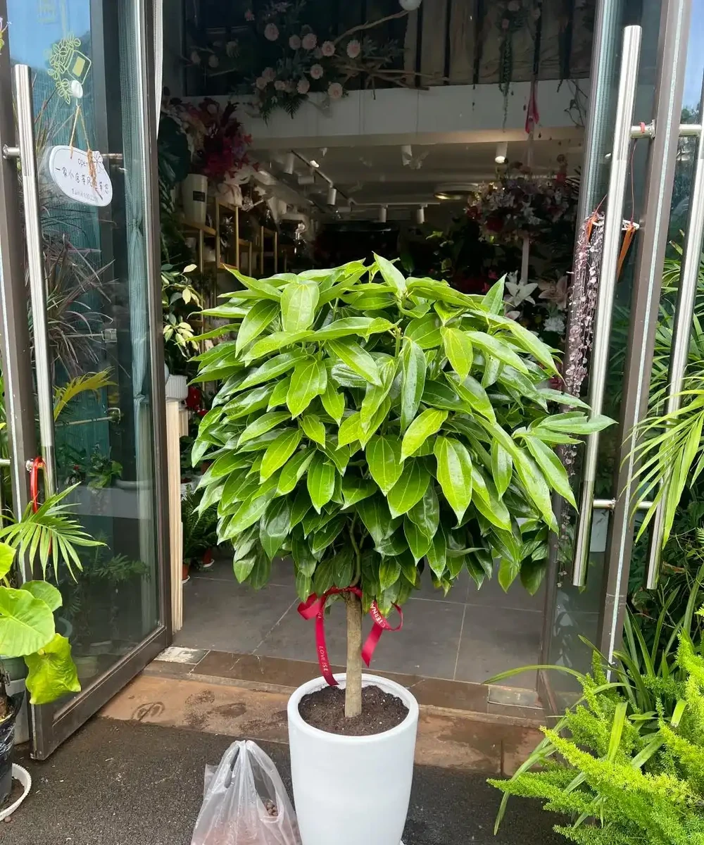 這5種花就是「活香水」,擺在客廳,空氣清新,越聞越健康!