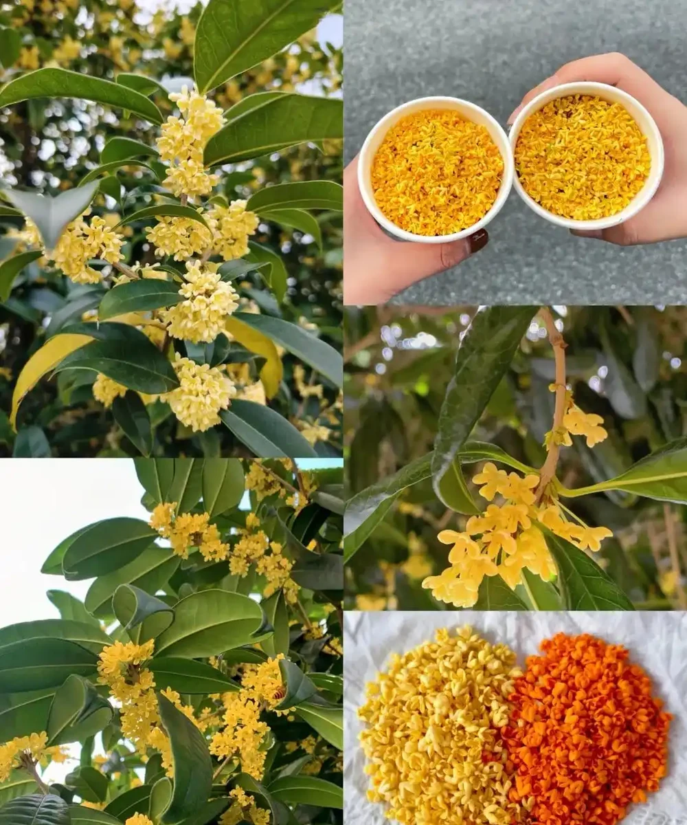 這5種花就是「活香水」,擺在客廳,空氣清新,越聞越健康!