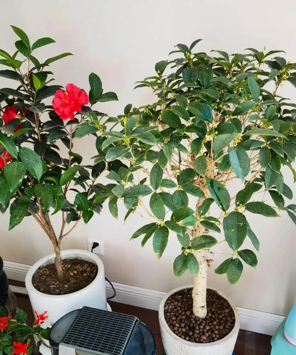 這5種花就是「活香水」,擺在客廳,空氣清新,越聞越健康!