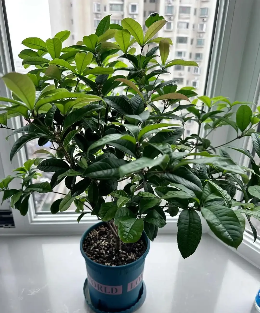 這5種花就是「活香水」,擺在客廳,空氣清新,越聞越健康!