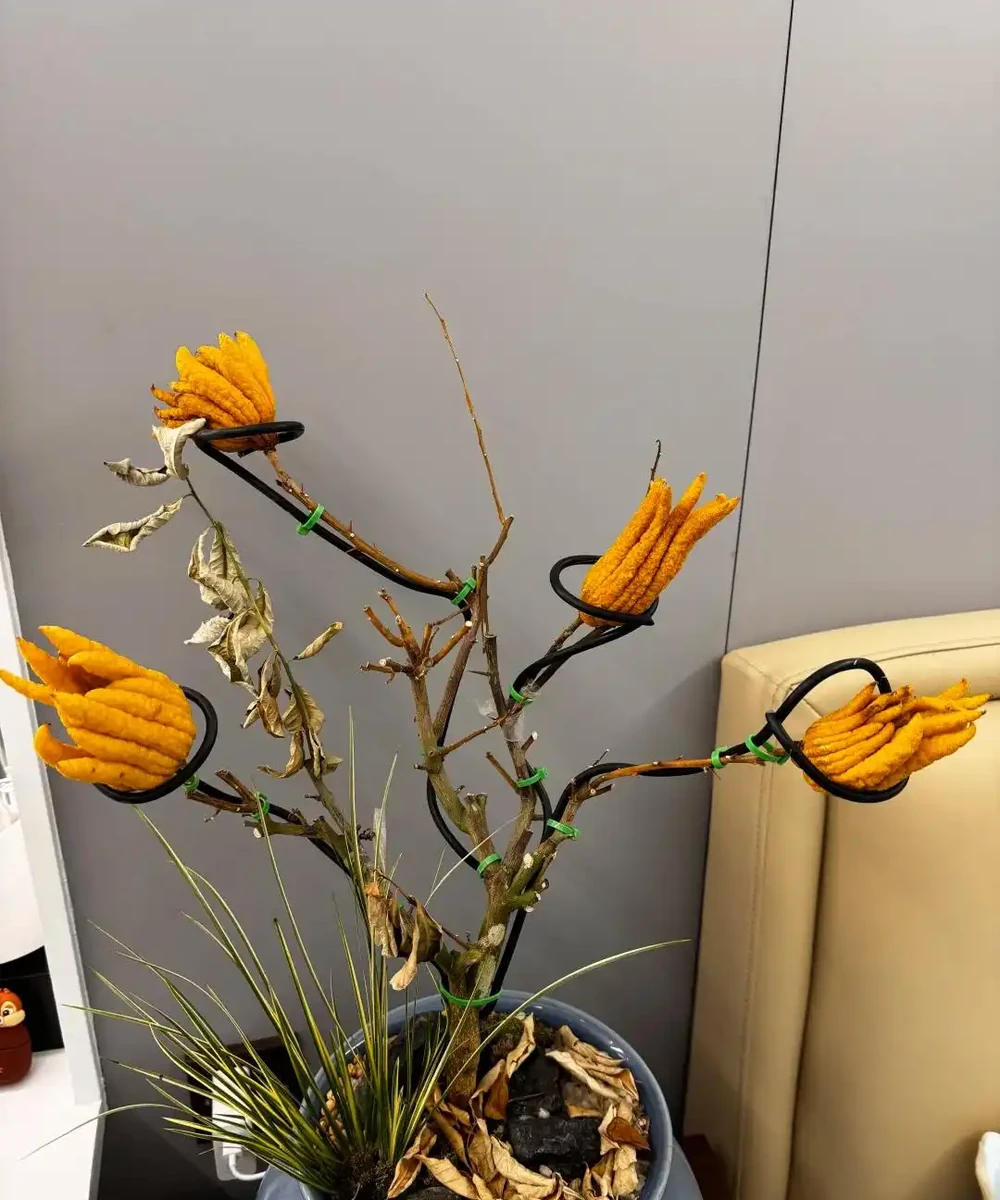 這5種花就是「活香水」,擺在客廳,空氣清新,越聞越健康!