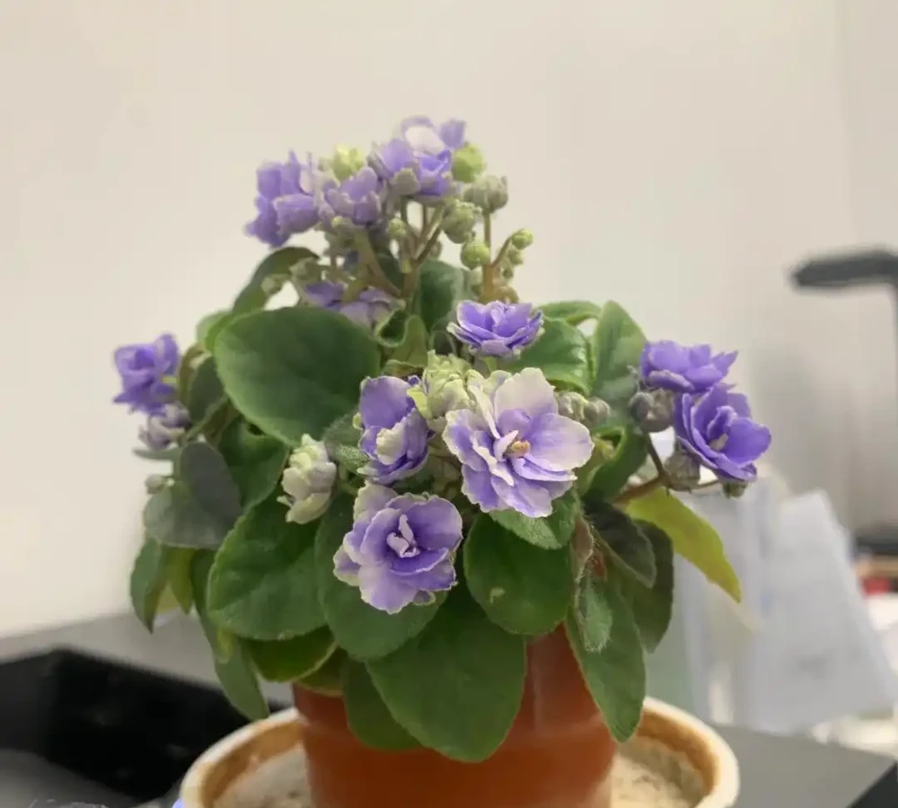 這5種花就是「活香水」,擺在客廳,空氣清新,越聞越健康!