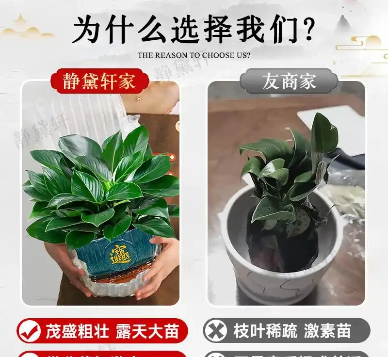 室內綠植界黑馬金鑽綠公主,不僅擁有強大空氣淨化能力,還被傳自帶招財屬性,其雙重魅力究竟有多驚人?