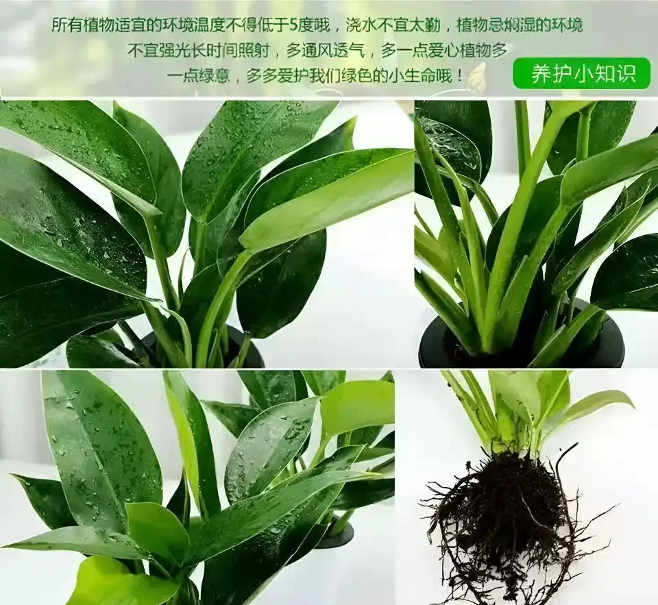 室內綠植界黑馬金鑽綠公主,不僅擁有強大空氣淨化能力,還被傳自帶招財屬性,其雙重魅力究竟有多驚人?