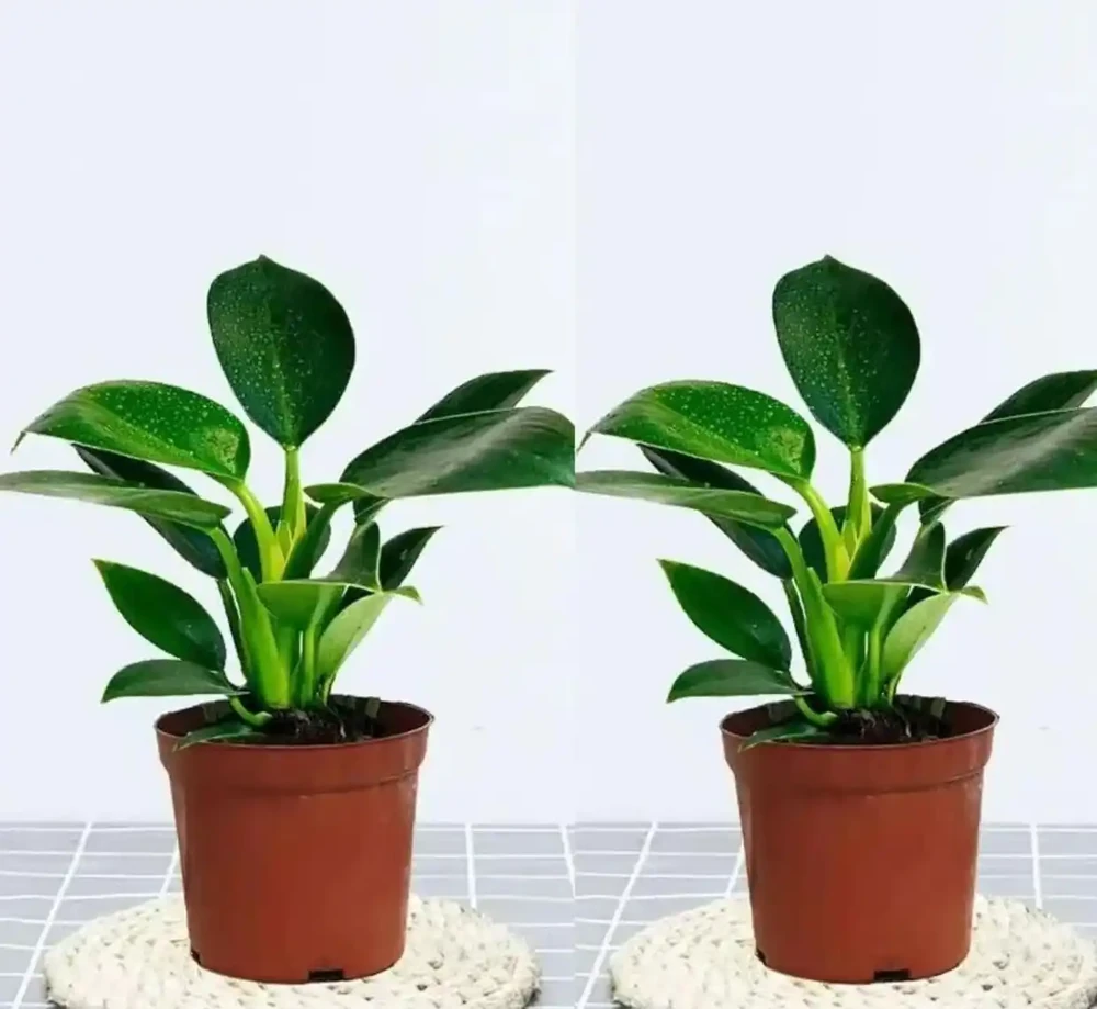 室內綠植界黑馬金鑽綠公主,不僅擁有強大空氣淨化能力,還被傳自帶招財屬性,其雙重魅力究竟有多驚人?