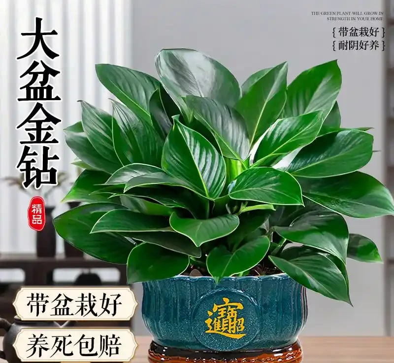 室內綠植界黑馬金鑽綠公主,不僅擁有強大空氣淨化能力,還被傳自帶招財屬性,其雙重魅力究竟有多驚人?