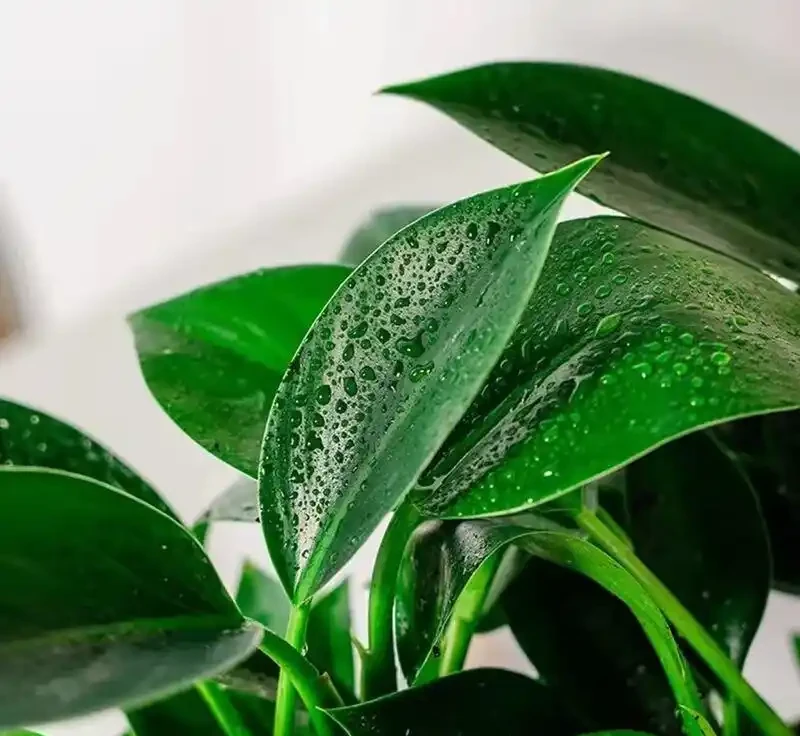 室內綠植界黑馬金鑽綠公主,不僅擁有強大空氣淨化能力,還被傳自帶招財屬性,其雙重魅力究竟有多驚人?