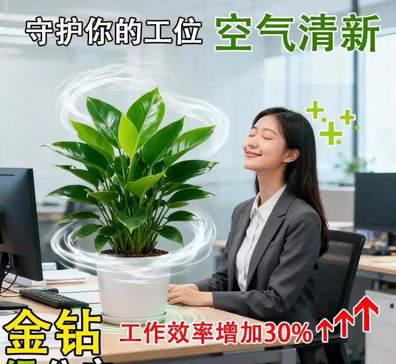 室內綠植界黑馬金鑽綠公主,不僅擁有強大空氣淨化能力,還被傳自帶招財屬性,其雙重魅力究竟有多驚人?