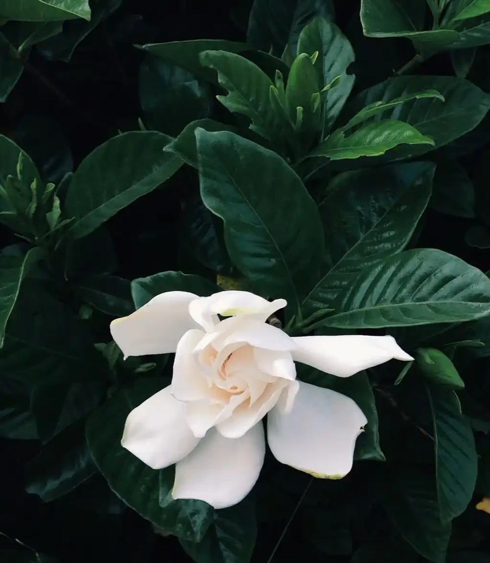 梔子花黃葉自救指南:三招破局,讓綠意重歸枝頭