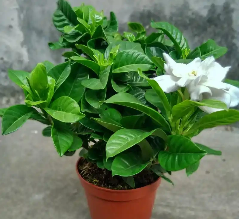 梔子花黃葉自救指南:三招破局,讓綠意重歸枝頭