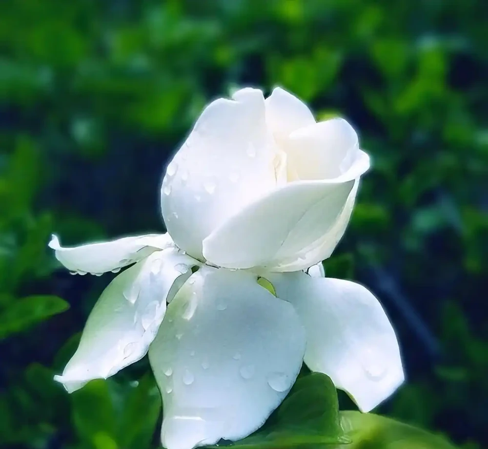 梔子花黃葉自救指南:三招破局,讓綠意重歸枝頭