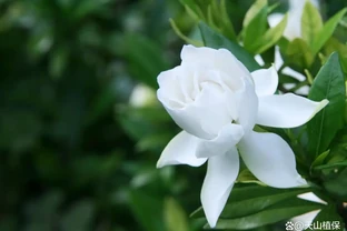 梔子花黃葉自救指南：三招破局，讓綠意重歸枝頭