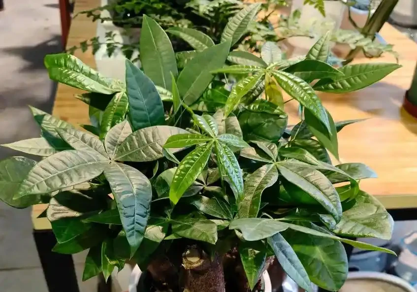 養發財樹避開3坑,不腐根不掉葉,枝幹粗壯葉片油綠!