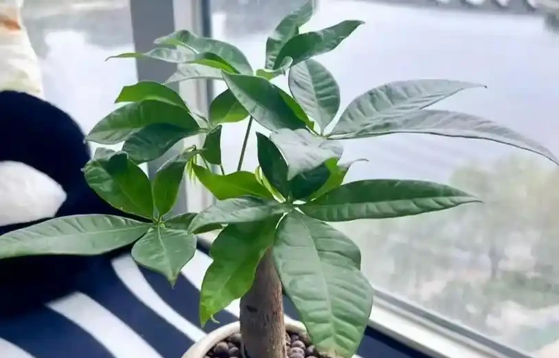 養發財樹避開3坑,不腐根不掉葉,枝幹粗壯葉片油綠!