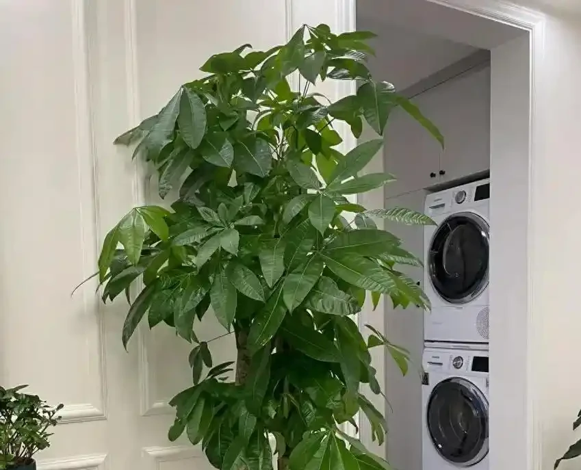 養發財樹避開3坑,不腐根不掉葉,枝幹粗壯葉片油綠!