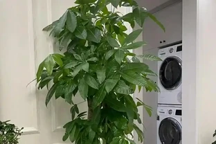 養發財樹避開3坑，不腐根不掉葉，枝幹粗壯葉片油綠！