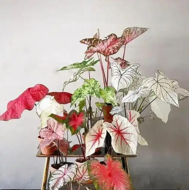 16種喜陰花!光照少才長得好,強光反而不行