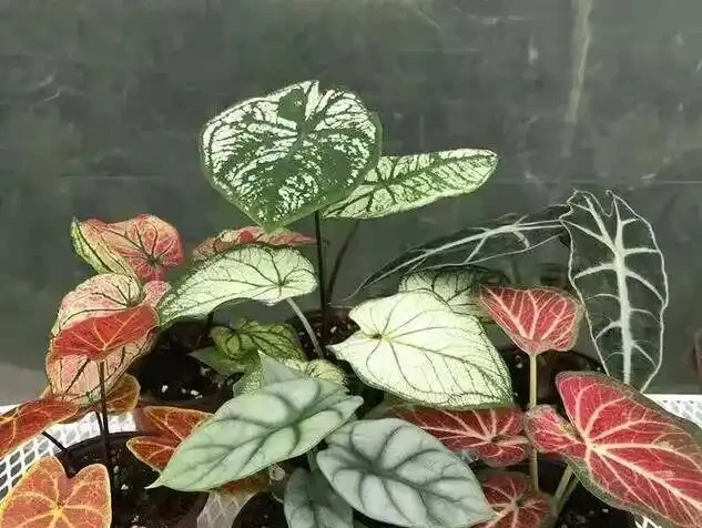 16種喜陰花!光照少才長得好,強光反而不行