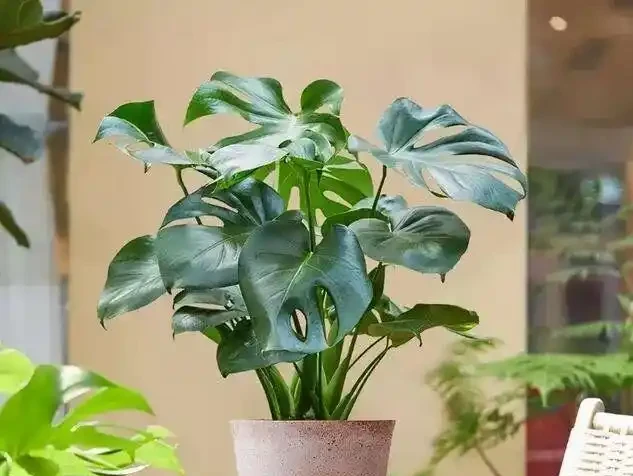 16種喜陰花!光照少才長得好,強光反而不行